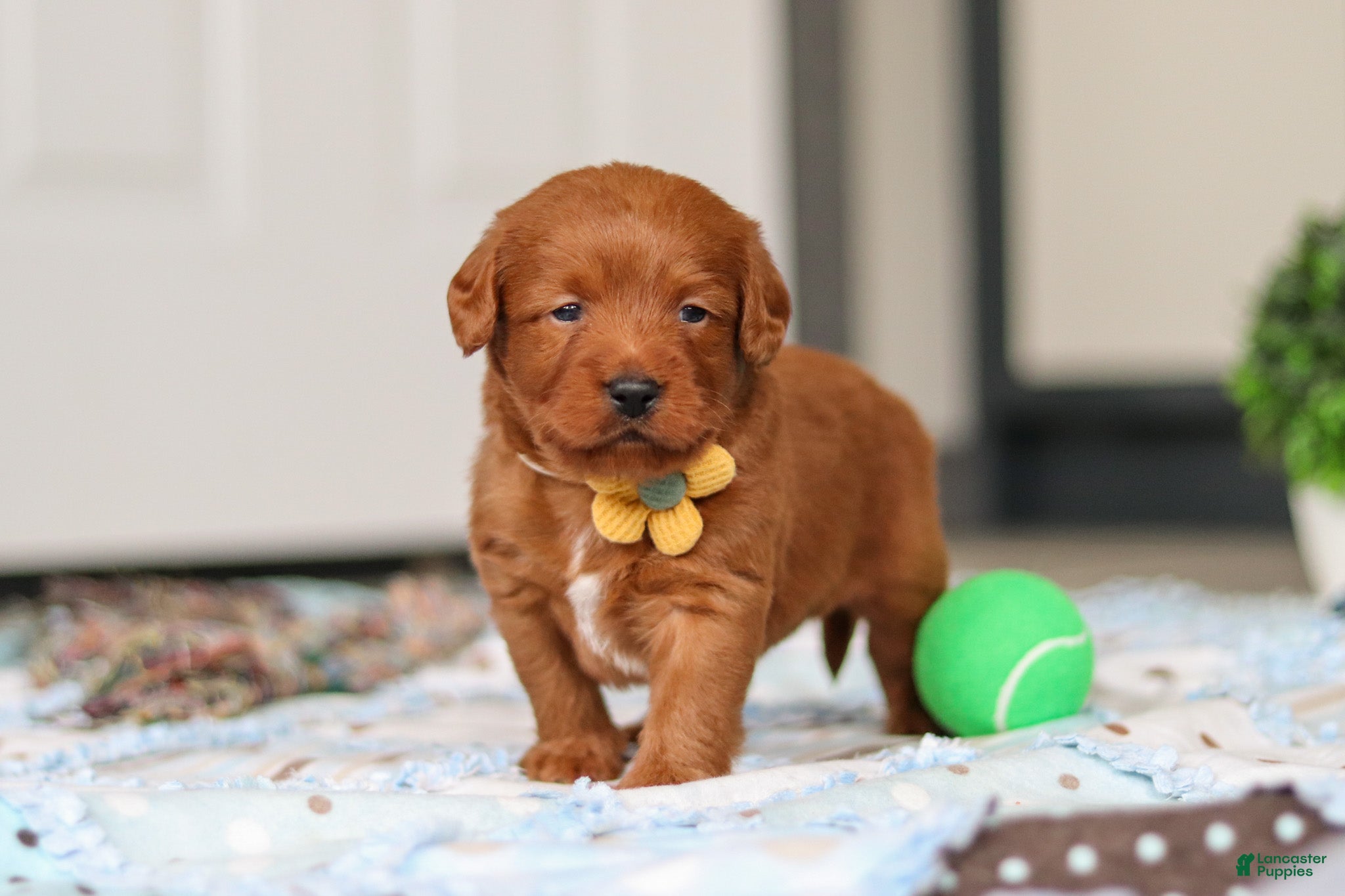 Labradoodle dogs Spencer - Ad 1