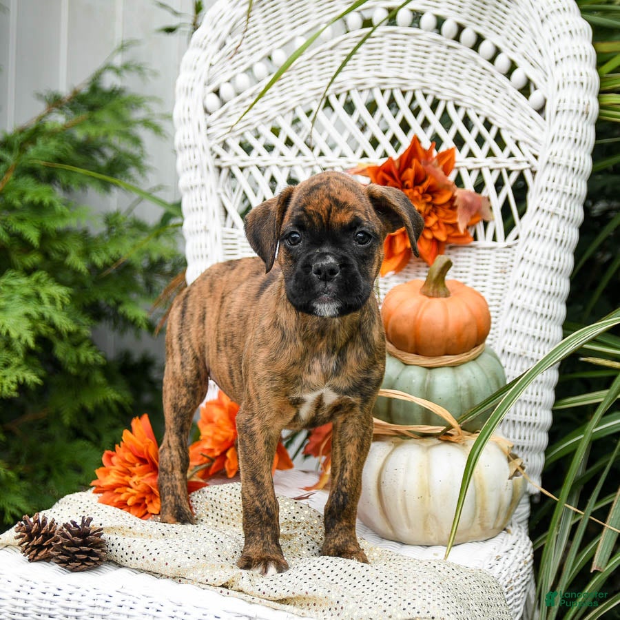 Kolkata Animal Shelter Buy A Boxer Puppy Near Me Boxer Puppy