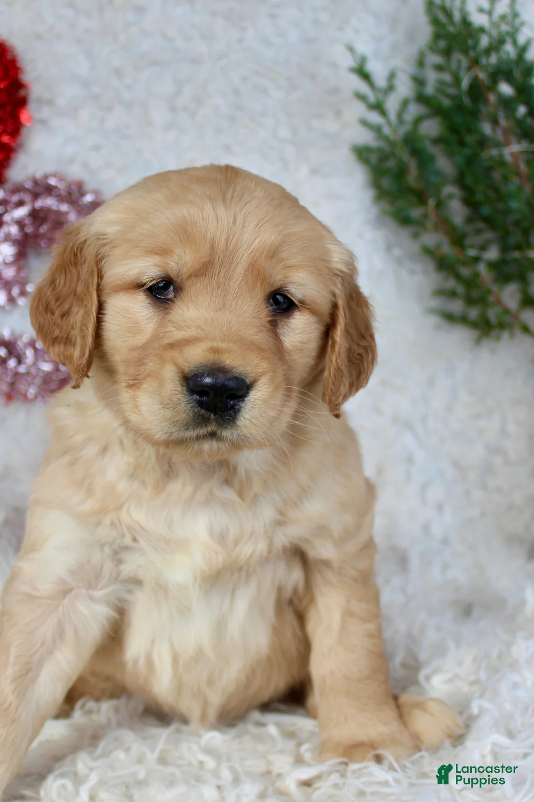 Golden Retriever dogs for sale: Golden Retriever Puppy Female 1 - Ad 5