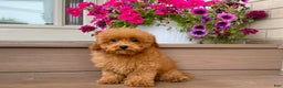 Maltipoo dogs for sale: Gorgeous - Ad 8