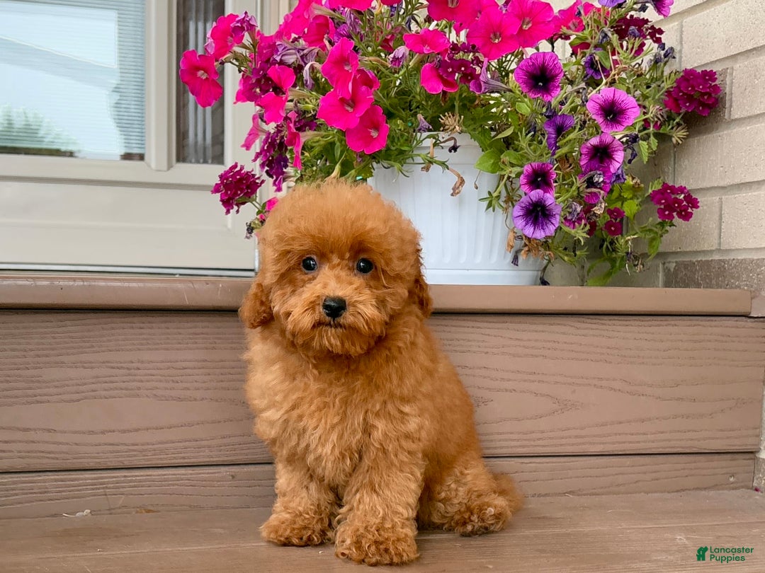 Maltipoo dogs for sale: Gorgeous - Ad 8