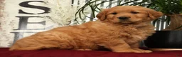 Golden Retriever dogs for sale: Austin - Ad 5