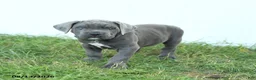 Cane Corso dogs for sale: Ranger - Ad 4