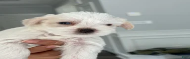 Blanca