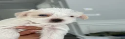 Miniature Schnauzer dogs for sale: Blanca - Ad 1