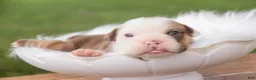 English Bulldog dogs for sale: Tammy English Bulldog  - Ad 3