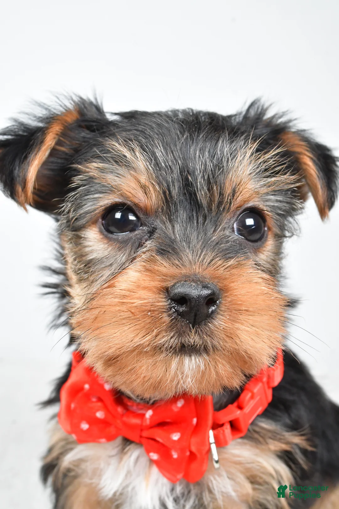 Yorkshire Terrier dogs for sale: Tommy - Ad 8