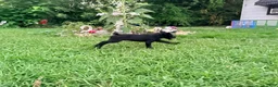Cane Corso dogs for sale: Cain AKC red collar - Ad 14