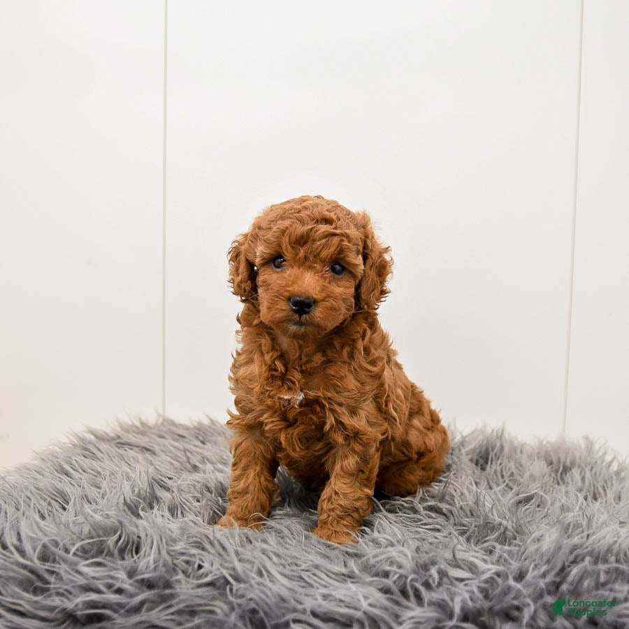 Toy Poodle dogs Cannoli - Ad 16