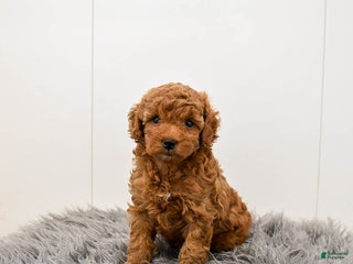 Toy Poodle dogs Cannoli - Ad 33
