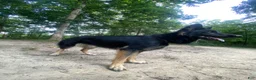 German Shepherd dogs for sale: Tilly - Ad 1