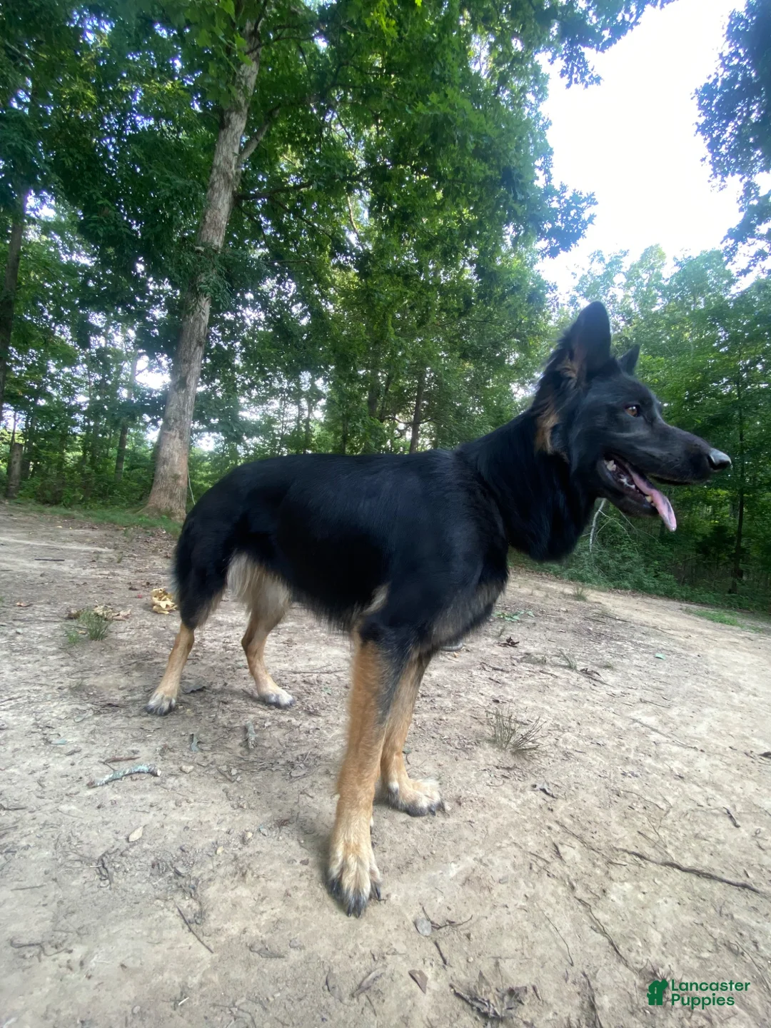 German Shepherd dogs for sale: Tilly - Ad 1