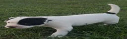 American Bulldog dogs for sale: Grover - Ad 4