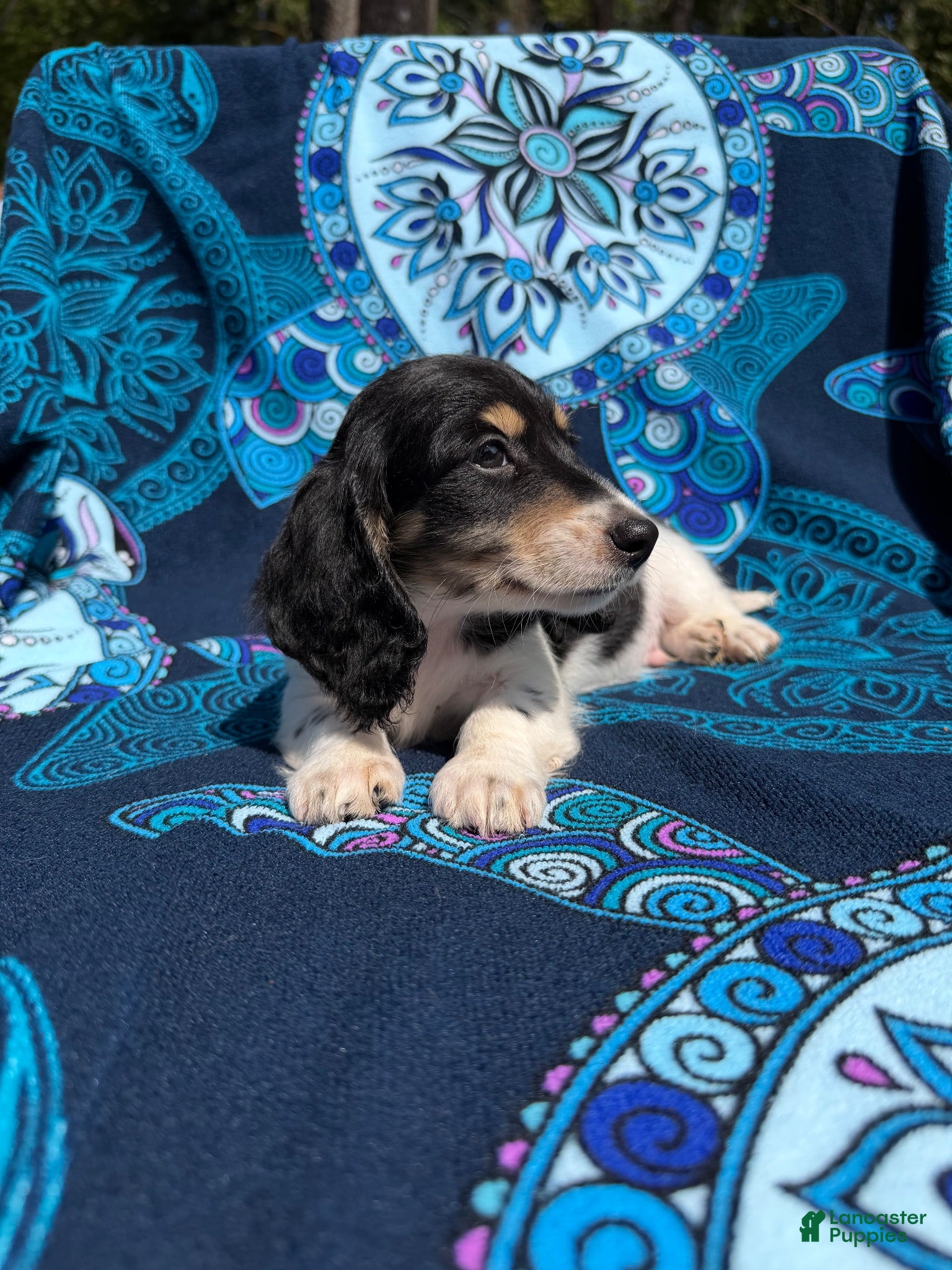 Miniature Dachshund dogs Maverick - Ad 3