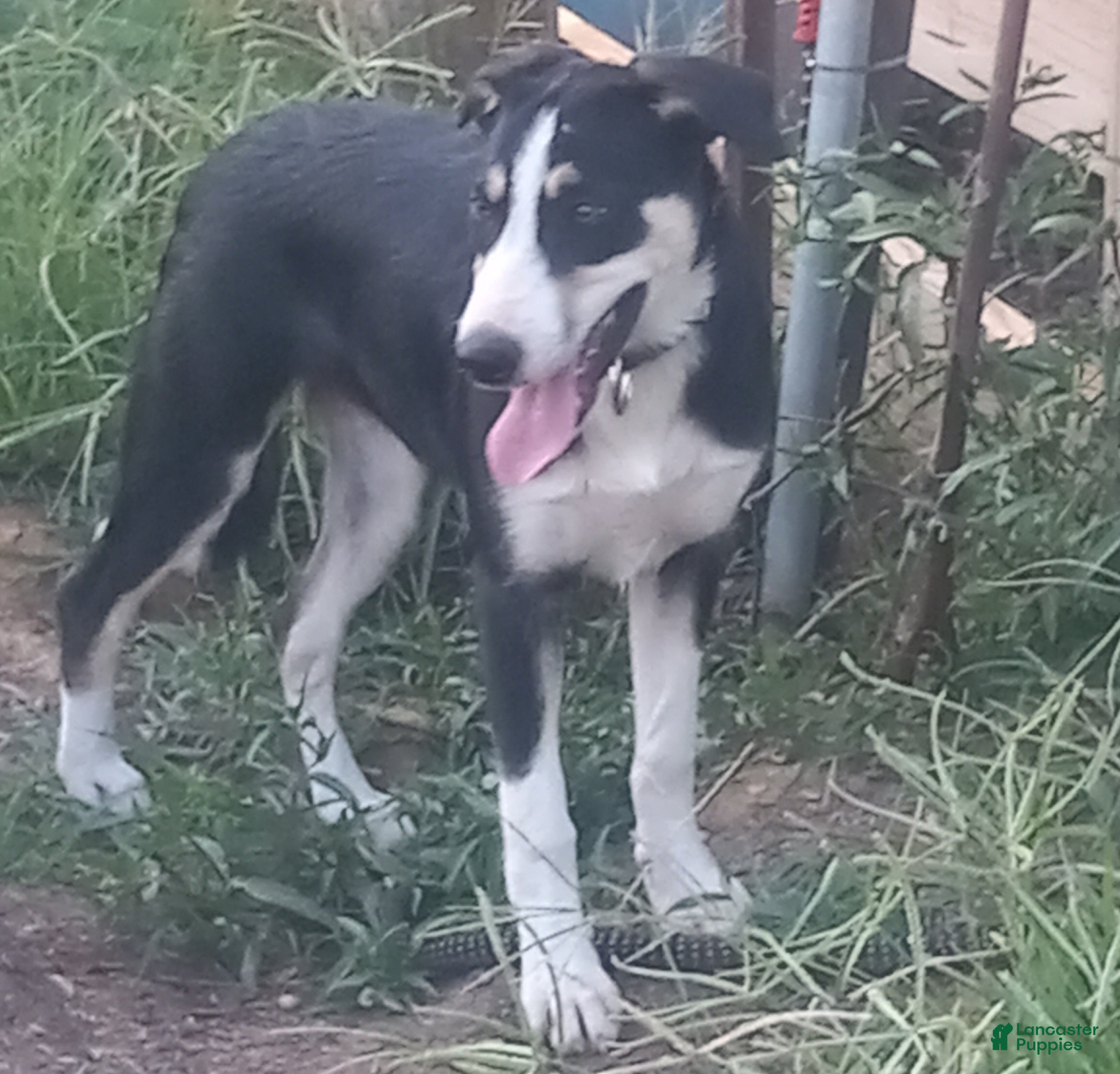 Border Collie dogs Zoe - Ad 1