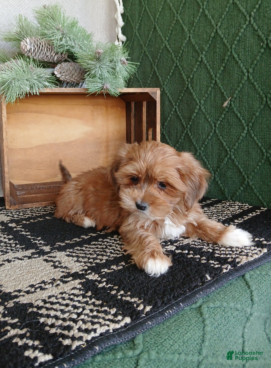 Havanese dogs for sale: Acorn  - Ad 4
