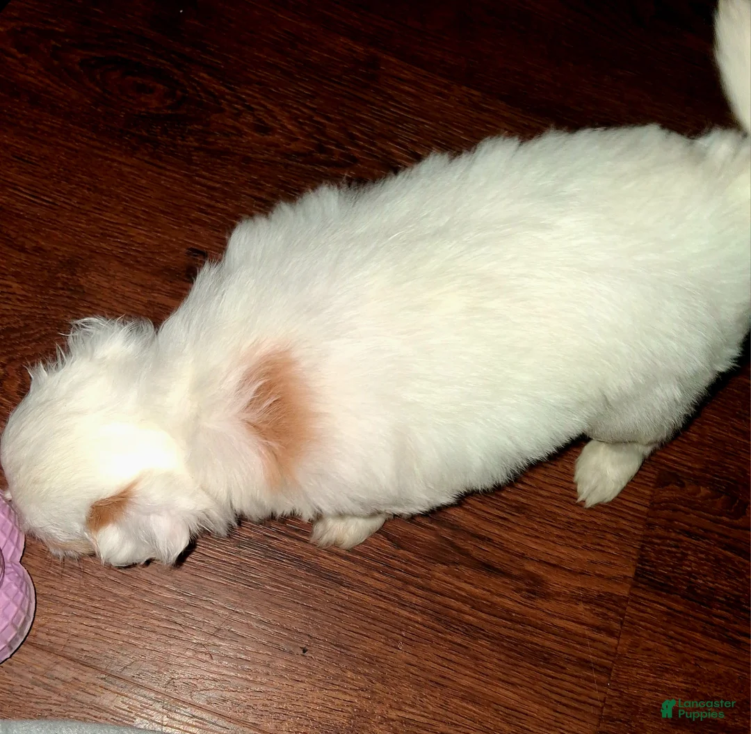 Mixed Breed dogs for sale: Mixed Breed 3 - Ad 2