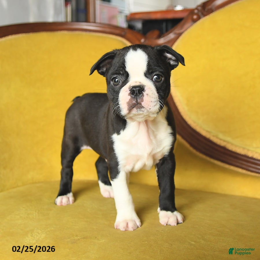 Boston Terrier dogs Shane - Ad 2