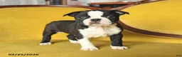 Boston Terrier dogs for sale: Shane - Ad 2