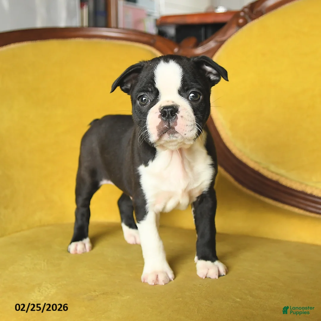 Boston Terrier dogs for sale: Shane - Ad 2