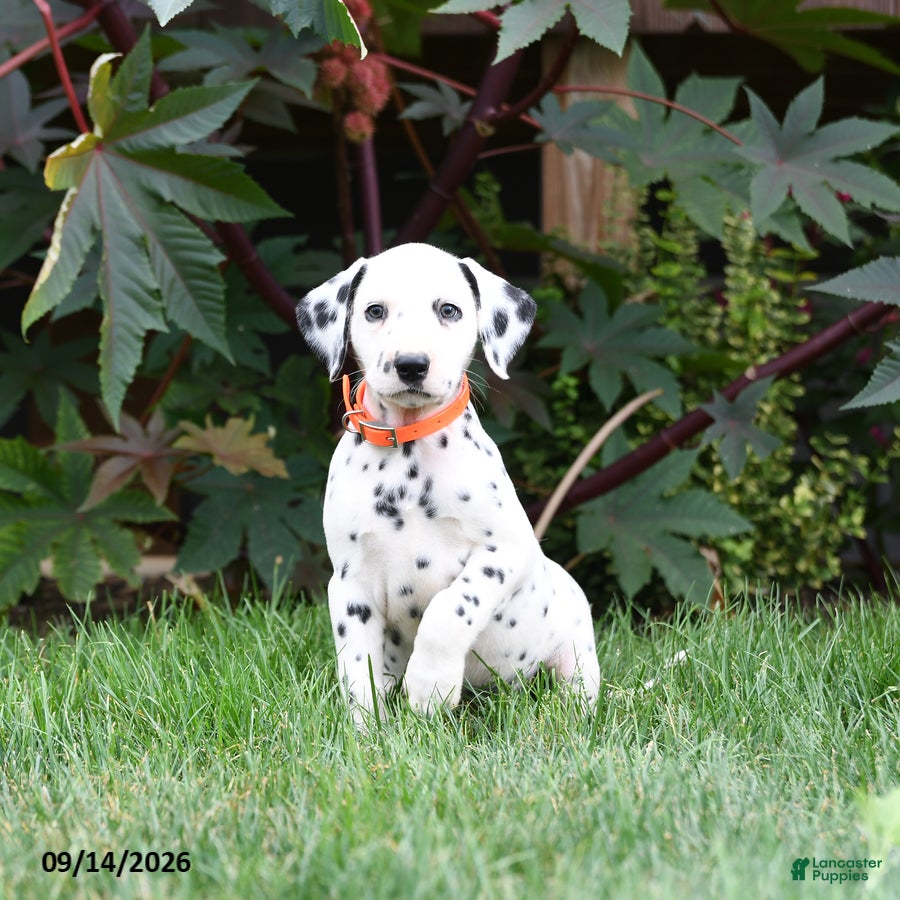 Dalmatian dogs for sale: Lorence - Ad 2
