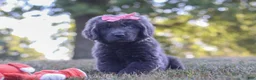 Newfoundland dogs for sale: Barbie - Ad 4