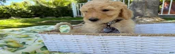 Goldendoodle dogs for sale: Chowder Jr. - Ad 4