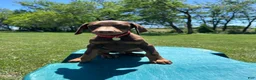 Doberman Pinscher dogs for sale: Doberman Pinscher Puppy 3 - Ad 3