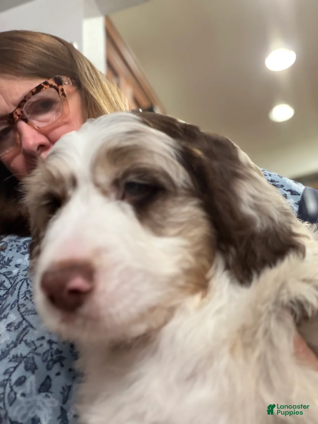 Aussiedoodle dogs for sale: Aussiedoodle 5 - Ad 2