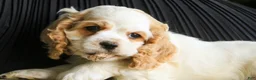 Cocker Spaniel dogs for sale: Ash Cocker Spaniel  - Ad 6