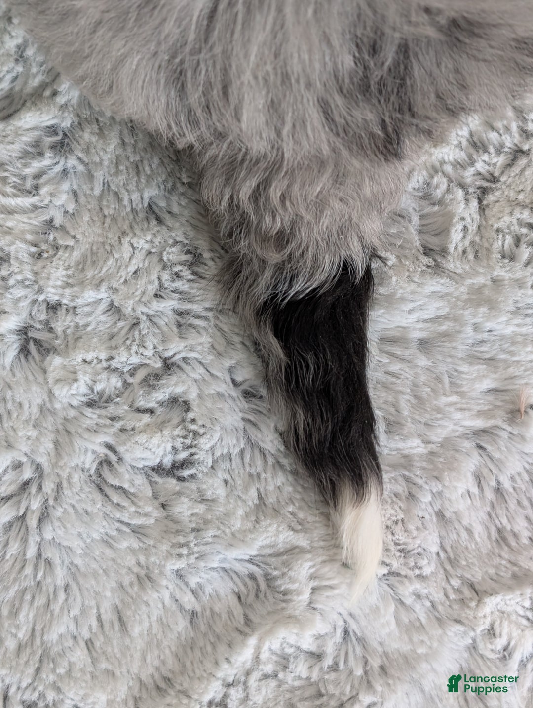 Mini Bernedoodle dogs for sale: Mini River - Ad 31