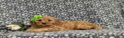 Cavapoo dogs for sale: Camryn - Ad 4