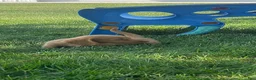 Miniature Dachshund dogs for sale: Toby - Ad 8