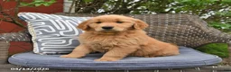 Golden Retriever dogs for sale: Melissa  - Ad 5