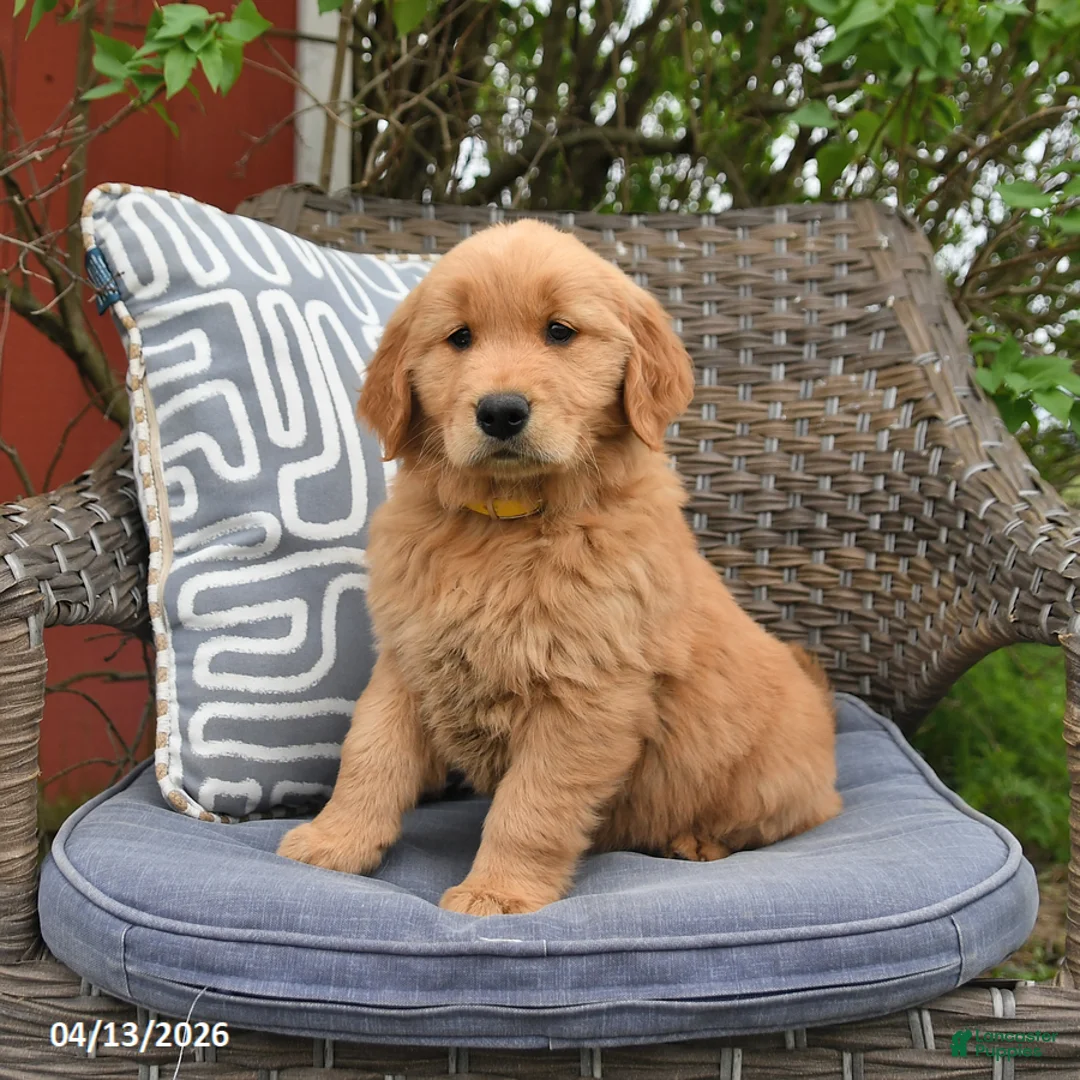 Golden Retriever dogs for sale: Melissa  - Ad 5