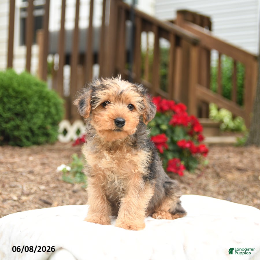 Yorkiepoo dogs Riley - Ad 1