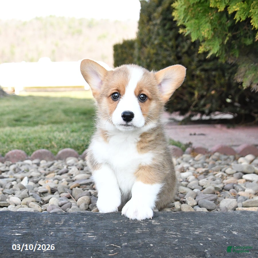 Welsh Corgi Pembroke dogs Levi - Ad 2