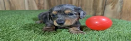 Miniature Dachshund dogs for sale: Darlie Boy 1 - Ad 2