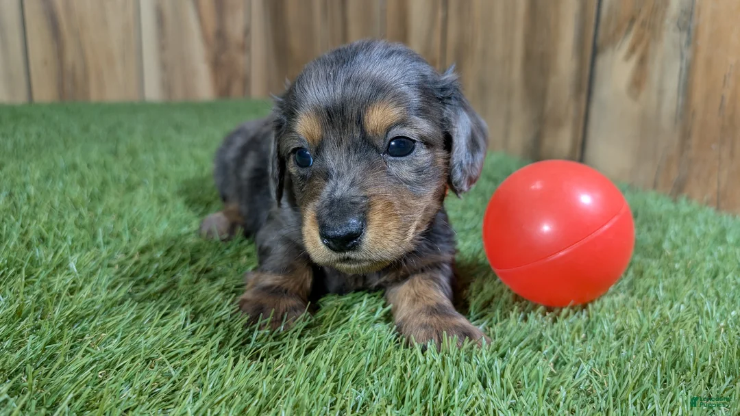 Miniature Dachshund dogs for sale: Darlie Boy 1 - Ad 2