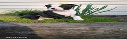 Boston Terrier dogs for sale: Colton - Ad 3