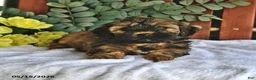 Shihpoo dogs for sale: Charlie - Ad 3