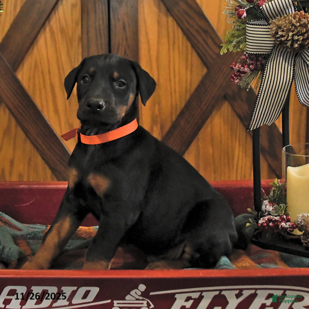 Doberman Pinscher dogs for sale: Marshall - Ad 2