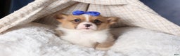 Welsh Corgi Pembroke dogs for sale: BO - Ad 13