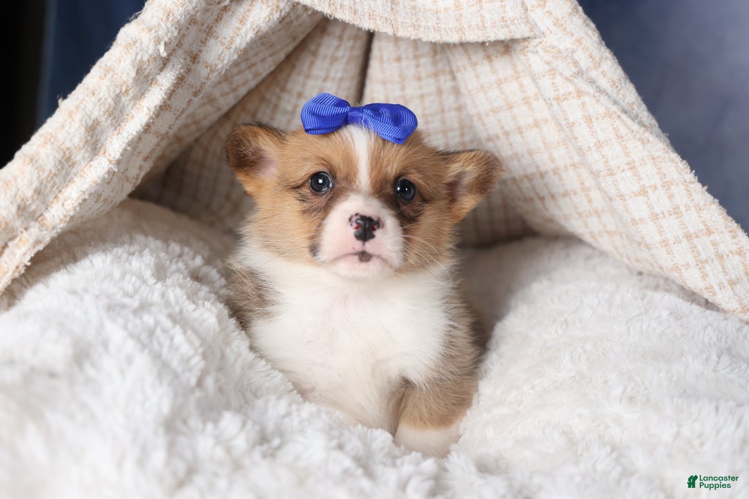 Welsh Corgi Pembroke dogs for sale: BO - Ad 13