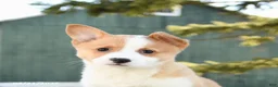 Welsh Corgi Pembroke dogs for sale: Scout - Ad 4