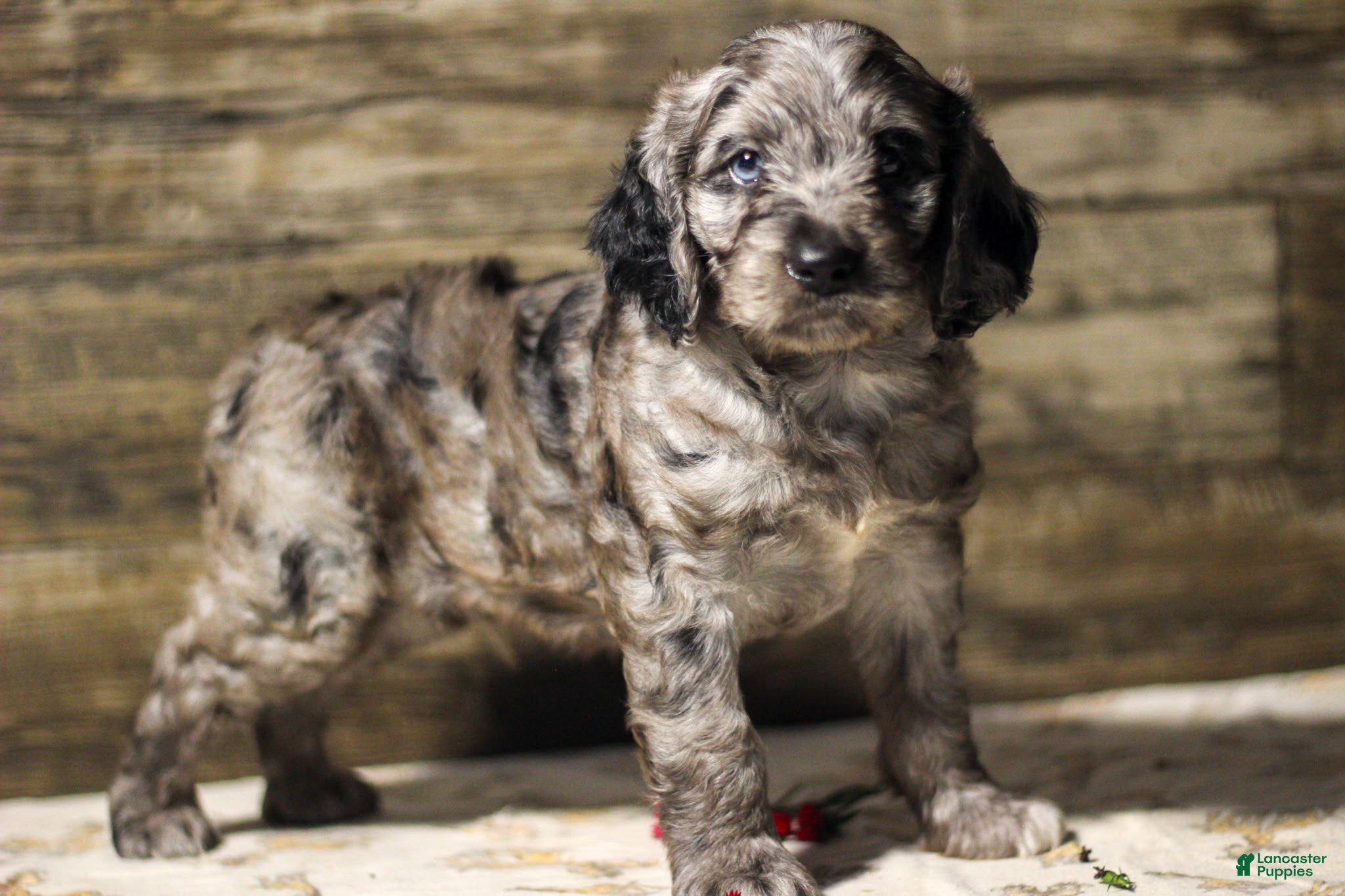 Mixed Breed dogs Masso - Ad 1