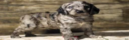 Mixed Breed dogs for sale: Masso - Ad 1