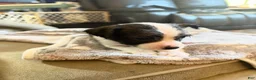 Mixed Breed dogs for sale: Mixed Breed 3 - Ad 2
