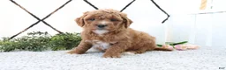 Mini Goldendoodle dogs for sale: Riley - Ad 3