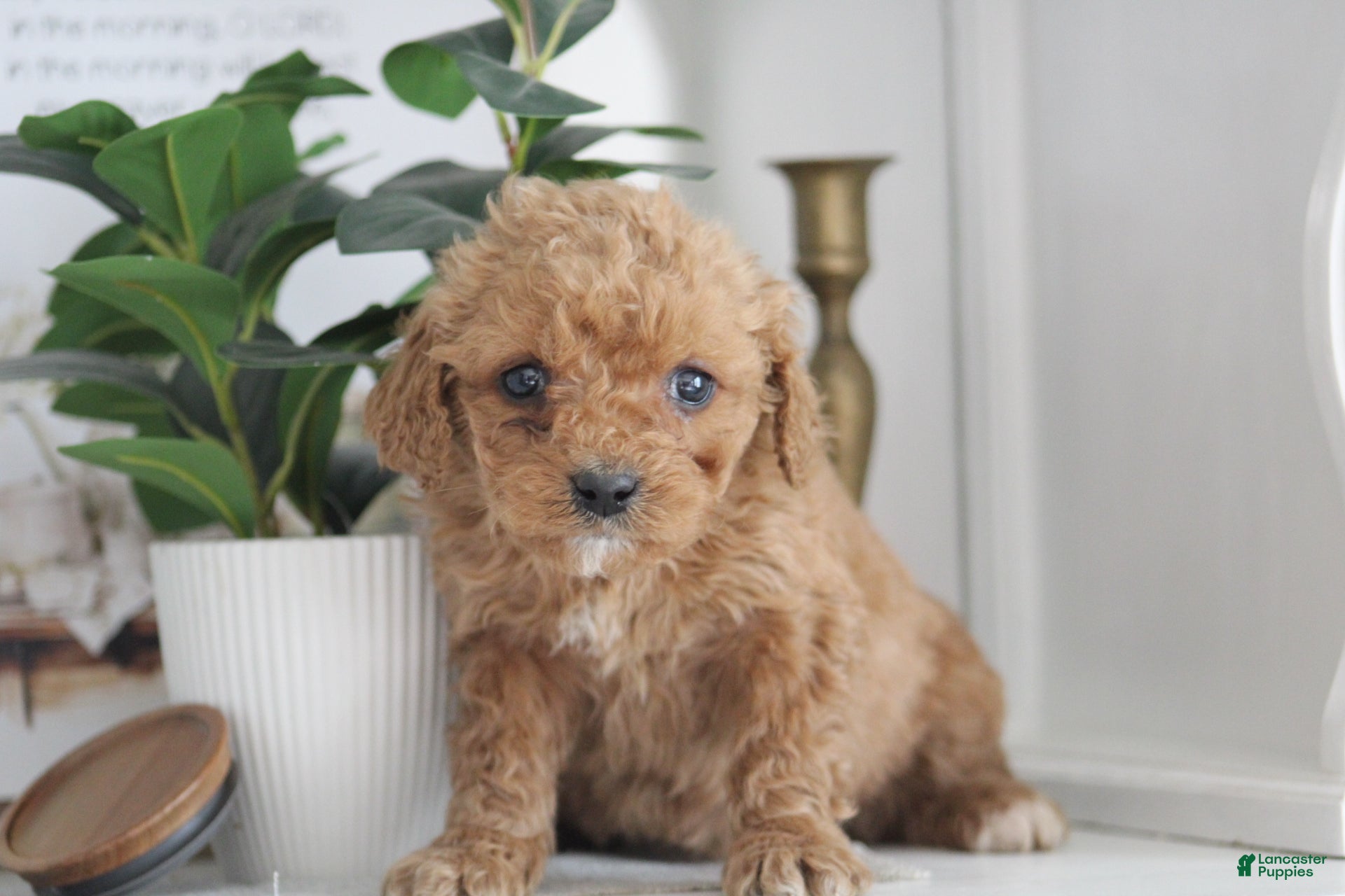 Cockapoo dogs Mia  - Ad 6